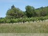 Köveskál, Monoszló - a Balaton-felvidéki szőlők, présházak különleges hangulata 2022. június