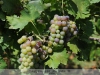 Eleki ritka szőlőfajták / Szőlő - génbank, több mint 100 fajta tőkével az eleki szőlőskertben.
