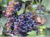 Eleki ritka szőlőfajták / Szőlő - génbank, több mint 100 fajta tőkével az eleki szőlőskertben.