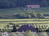 Wachau - Dürnstein szőlők és a városka (Ausztria)