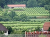 Wachau - Dürnstein szőlők és a városka (Ausztria)